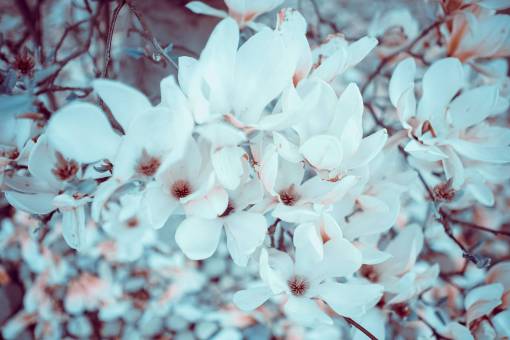 falla flor pétalo blanco flor jardín planta naturaleza