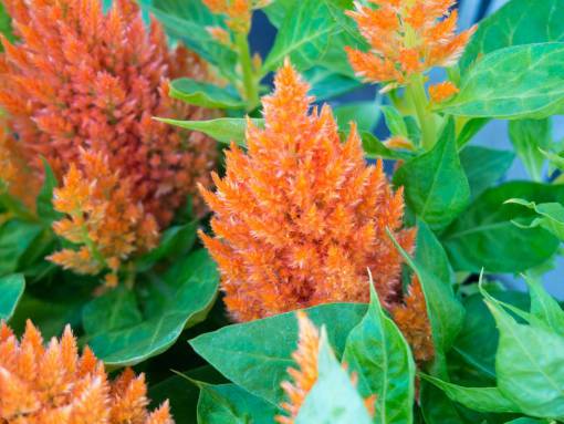 stalks flowers  nature  blossoms  branches  stems  stalk  orange