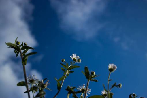 flowers sky nature  flowers  blue  sky  plant  leaf  leaves