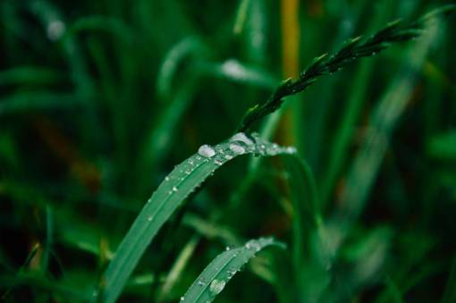 dew green  plants  leaves  garden  nature  dew  drops
