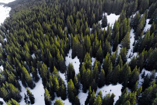 hielo paisaje árboles verdes planta naturaleza bosque nieve invierno
