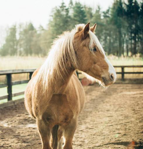 fences horse  animal  brown  fence  farm  trees  woods