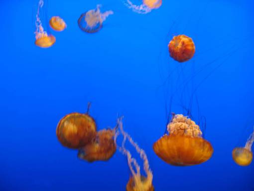 tentacles jelly fish  water  background  sea  ocean  animal  aquarium