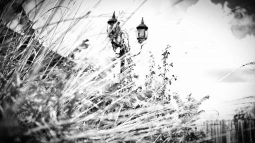 cropped light pole  wheat  grass  black and white  farm  crops  nature