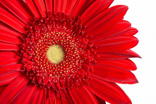 bonita macro flor aislada plantas de polen rojo vegetación