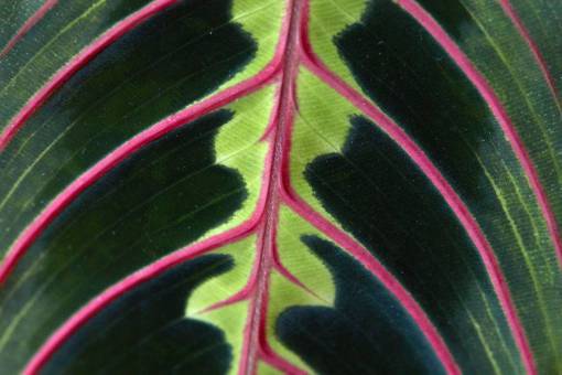 ecologia macro hoja patrón textura fondo cerrar naturaleza