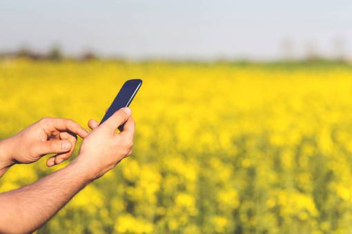 movil teléfono inteligente móvil manos hombre campo de flores amarillas