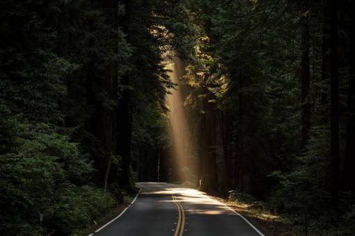 asphalt nature  roads  paths  streets  asphalt  forests  trees