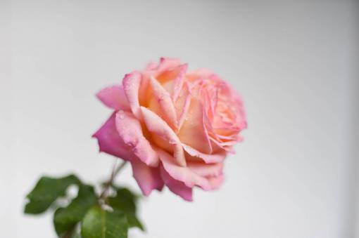 petalo pétalo rosa flor rosa planta hoja verde