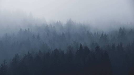niebla plantas árboles pino niebla montaña bosque naturaleza