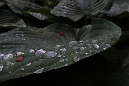 medio ambiente Gotas de lluvia húmedo macro primavera naturaleza medio ambiente
