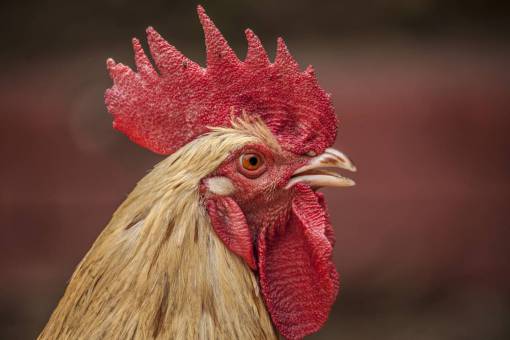 aves gallo pollo rojo animales aves de corral