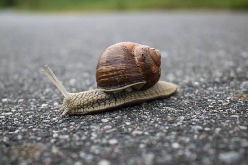 suelo caracol naturaleza suelo roca lento concha