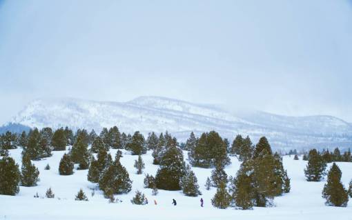 esqui nieve invierno blanco clima frío hielo árboles