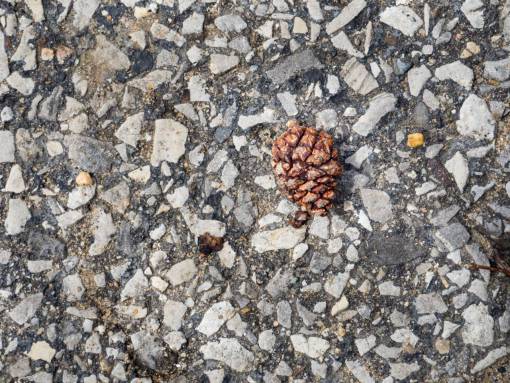 coniferous still  items  things  floor  gravel  concrete  stone
