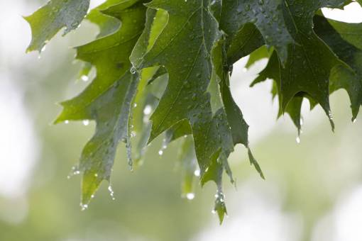 oak wet  leaves  close up  trees  rain  droplets  weather