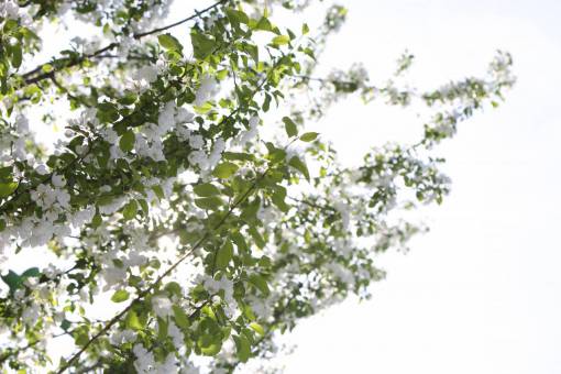 cherry-blossom white  cherry blossoms  trees  branches  nature
