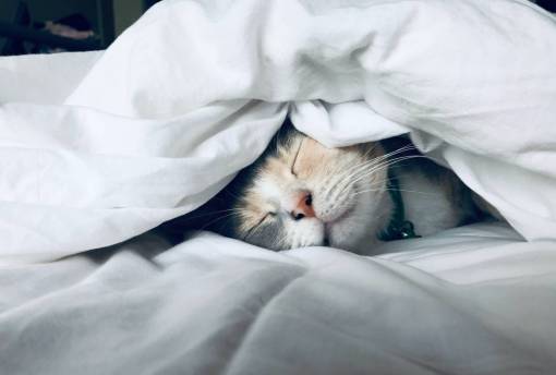 cat Cat sleeping in bed