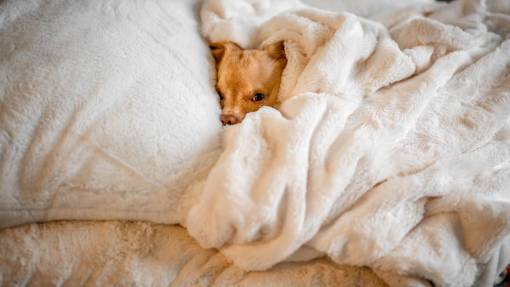 dog Dog sleeping in bed