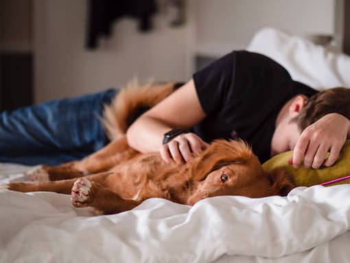 dog Man sleeping with his dog in bed