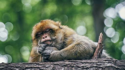animals Monkey sleeping in the forest hugging a tree