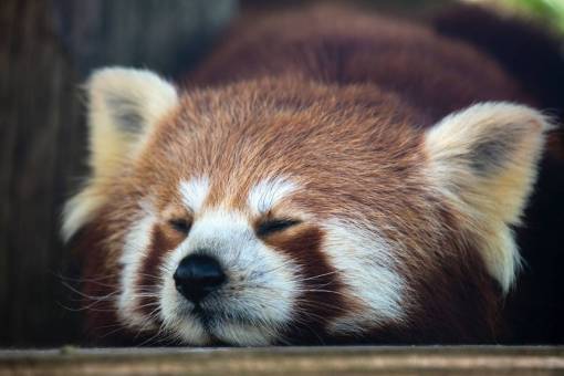 animals Raccoon sleeping in the forest