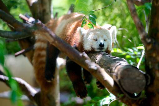 animals Raccoon sleeping in the forest