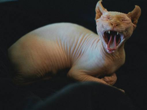 cat Shpynx cat yawning
