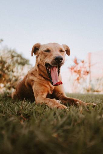 dog Yawning dog outdoors