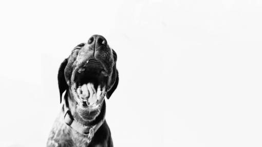 dog Yawning dog outdoors