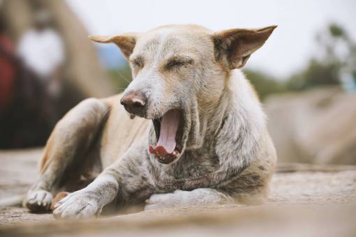 dog Yawning dog outdoors