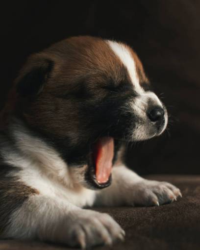 dog Yawning puppy