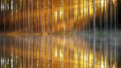 autumn outdoors lake;forest;reflection tree reflection forest nature