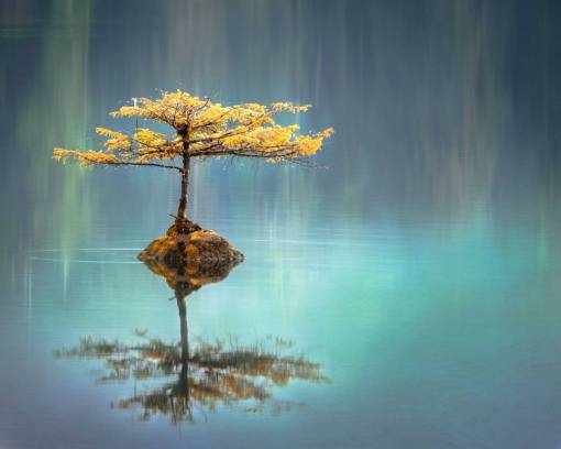 lago agua árbol bosque naturaleza hoja otoño lago;árbol;paisaje