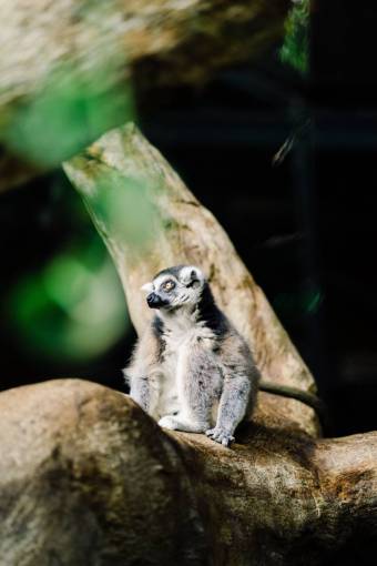 salvaje animal lémur al aire libre naturaleza lindo animales salvajes mamífero