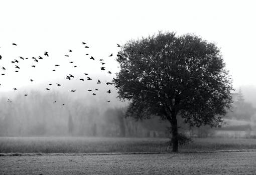 flying autumn flock;flock of birds;tree rural scene outdoors tree landscape nature