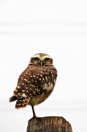 ojo de pajaro pico ave de rapiña animales en la naturaleza salvaje búho;animal de plumas aislado