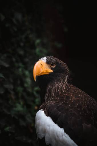 ojo de pajaro pico pluma ave de rapiña animales salvajes naturaleza animal águila americana