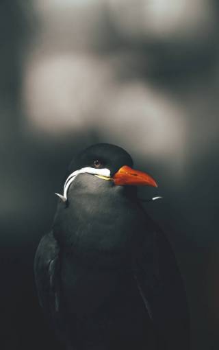 pico pico un animal animal pingüino;retrato naturaleza pluma animales salvajes