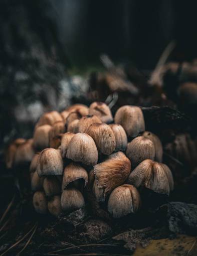 pine close-up forest nature autumn food fungus pine mushrooms;macro