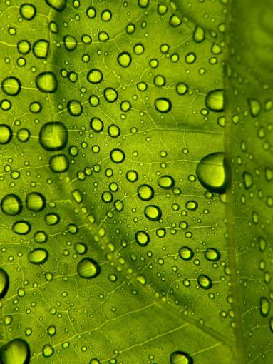 drop close-up leave;macro;drops leaf macro nature drop plant