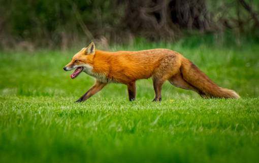 fox outdoors cute animal mammal nature grass