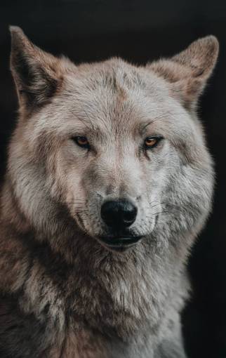 canine mammal dog animal canine wolf;portrait pets purebred dog