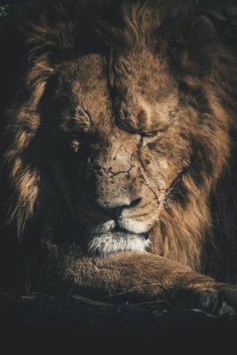 mammal lion animal animals in the wild lion;portrait undomesticated cat feline