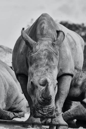 grand nature africa animal rinho animals in the wild rhinoceros mammal