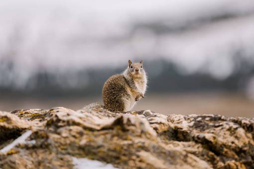 salvaje naturaleza piel al aire libre animales salvajes mamífero ardilla animal