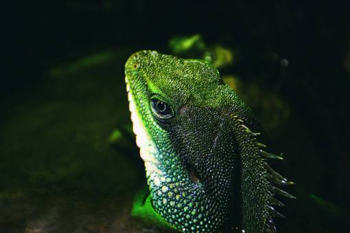 salvaje naturaleza lagarto;cabeza;retrato de cerca reptil color verde animal lagarto