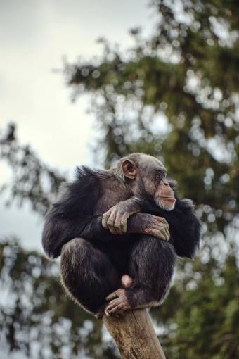monk nature primate monkey chimpanzee;monkey animals in the wild animal mammal