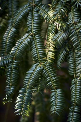 branch plant;background;Torreya nucifera leaf nature backgrounds plant green color forest
