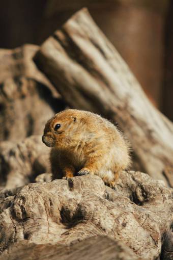 tierra roedor naturaleza mamífero animal Marmota animales lindos en estado salvaje